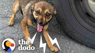 Stray Dog On Busy Street Asks Woman For Help | The Dodo