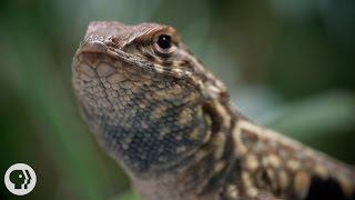 These Lizards Have Been Playing Rock-Paper-Scissors for 15 Million Years  | Deep Look