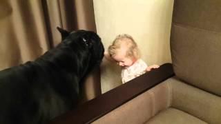 Cane corso Balder and a little girl ️ Кане корсо Бальдер и малышка