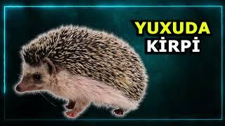 kirpi yuxu yozma - yuxuda kirpi gormek