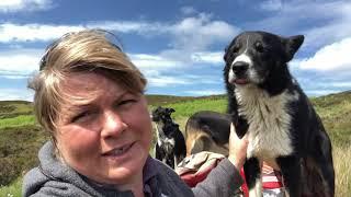 Joyce & Her Sheep Dogs