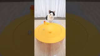 Cat and Marble Run
