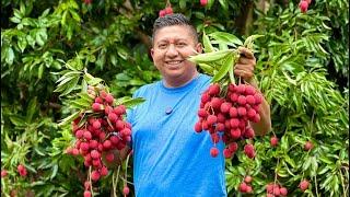 Cosechando LICHIS en la SIERRA de GUERRERO ¡Una fruta exótica exquisita!