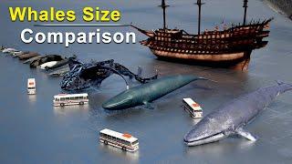 Whales Size Comparison | Biggest Whales Size Comparison | Blue Whale | Killer Whale | Bloop