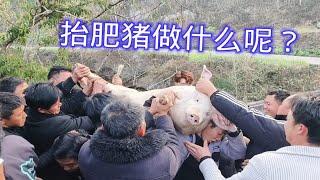 记录小凉山彝族风俗习惯，买肥猪庆祝猪掉河里，太热闹真有意思