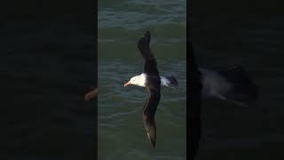 Black browed albatross so far from home 