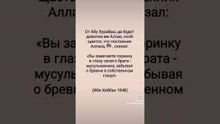 #счастье #знания #иман #ислам #islam #вера #коран #жизнь #хадис #сунна #цитаты #пророкмухаммадﷺ