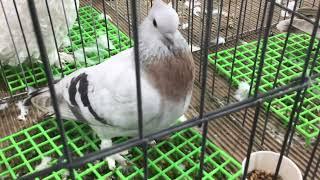 Lucern on display at Reading’s Pigeon Association Show