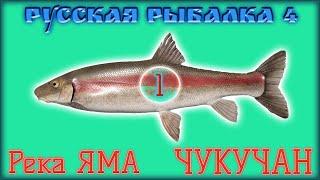 РР4 ЯМА ЧУКУЧАН / РУССКАЯ РЫБАЛКА 4 ЯМА ЧУКУЧАН / RUSSIAN FISHING 4 YAMA RIVER LONGNOSE SUCKER