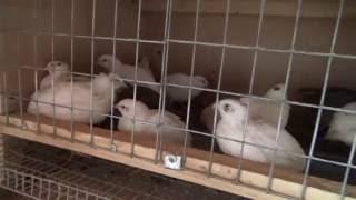 Содержание перепелов в хозяйстве ЕвроФерма