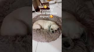 Tsubaca (Shih-tzu) sad sya, miss nya his fur️ #dog #doglover #shorts