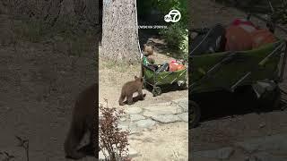 Curious black bear cubs inspect pickleball paddles outside CA cabin