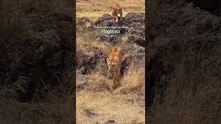 Why Everyone Is Talking About Tanzania Right Now! #travel #shorts  #trendingshorts #zambeziriver