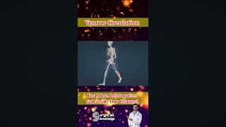 Venous Blood Circulation #bloodcirculation #medical #shortvideo