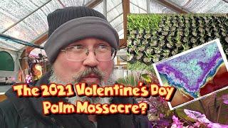 Valentine’s Day Palm Tree Massacre?! 2021 Polar Vortex VS. My Palm Nursery