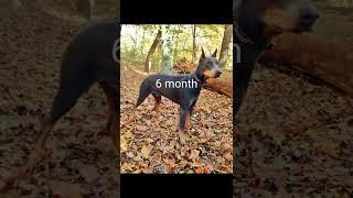 Doberman growth #short #abhithegyanvlog #growth