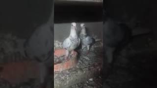 Pakistani Pigeons uk