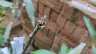 How to do Grafting on mango tree/आम के पेड़ पर कलम कैसे करे