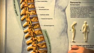 05 Межпозвонковый диск. Видеожурнал.