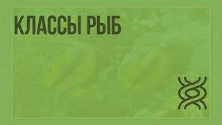 Классы рыб. Видеоурок по биологии 7 класс