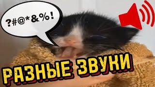 Мем "Котёнок Мяукнул", но Разные Звуки! 