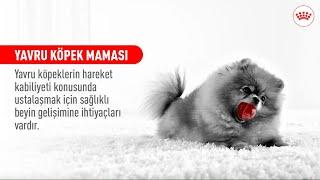 YAVRU KÖPEK MAMASI | YAVRU KÖPEĞİNİZİN BENZERSİZ İHTİYAÇLARINI KARŞILAYIN #ROYALCANIN