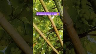 Grapes are ready to eatll SARITA MISHRA ll