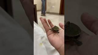 Adorable Tame Baby Turtle#babyturtles #tame #shorts