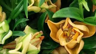 Apricot Fudge Lily