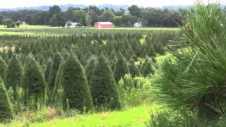 Christmas Tree Species: Douglas Fir