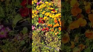 Flowers on the wall #japan #tokio #flower