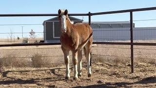 Belgian Draft horse filly update after being saved from almost shipping to slaughter at 6 months old