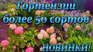 Более 50 сортов.От "старых" сортов до "новинок". Метельчатые гортензии.