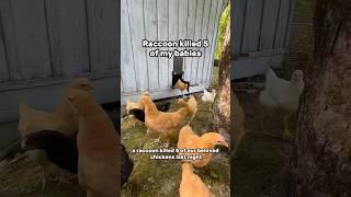 A raccoon killed 5 of my chickens
