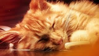 Soothing music for Cat and Kitten  (with Cat purring sounds) - Music for Cats - 1 HOUR