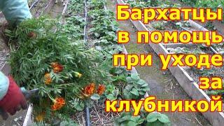 Клубника. Уход после сбора урожая и осенью, подготовка к зиме. Бархатцы для мульчирования клубники.