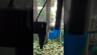 Putting subpump to cycle water on my tetras tank after doing 40% water change!