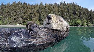 Cute overload - adorable otters