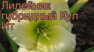 Лилейник гибридный Кул Ит (hemerocallis cool it)  обзор: как сажать, саженцы лилейника Кул Ит