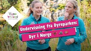 Undervisning fra Dyreparken: Dyr i Norge 🫎  