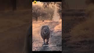 Lion king Royale walking full screen //Watshaap status//.