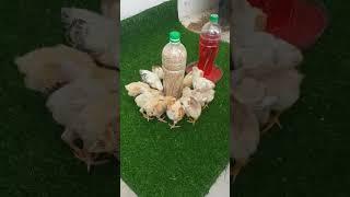 #sussexfancypoultry watch complete video #https://youtu.be/cnhQcf971-I