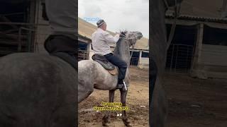 Жанторо93 #kyrgyzstan #horse #лошадки #animals #продажалошадей #rek #арабскиелошади #лошади