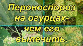 Ложная мучнистая роса (пероноспороз)- вылечите свои растения от этой болезни..