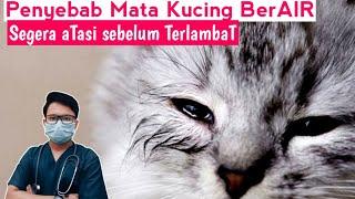 MATA KUCING BERAIR ? INI PERTOLONGAN PERTAMANYA || drh Mirza Yusa || Dokter Hewan