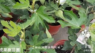 各種果樹水果苗專賣-岷成果樹苗園