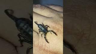 Emperor Scorpion #ytshort #scorpion #reptiles #pet#subscribe #shorts