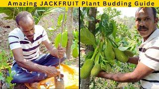 Grafting Incredible JACKFRUIT Plants: A Complete Guide - How to GRAFT Jackfruit Plant (Eye Budding)