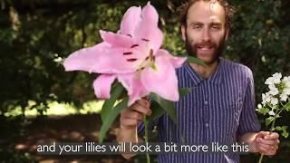 Strawberries & Cream! How to arrange: Phlox, alstro, Avalanche roses,  Oriental lilies & Pittosporum