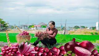 Harvesting Purple Onions & Go to the market to sell - Harvesting and Selling | Vietnamese Harvesting